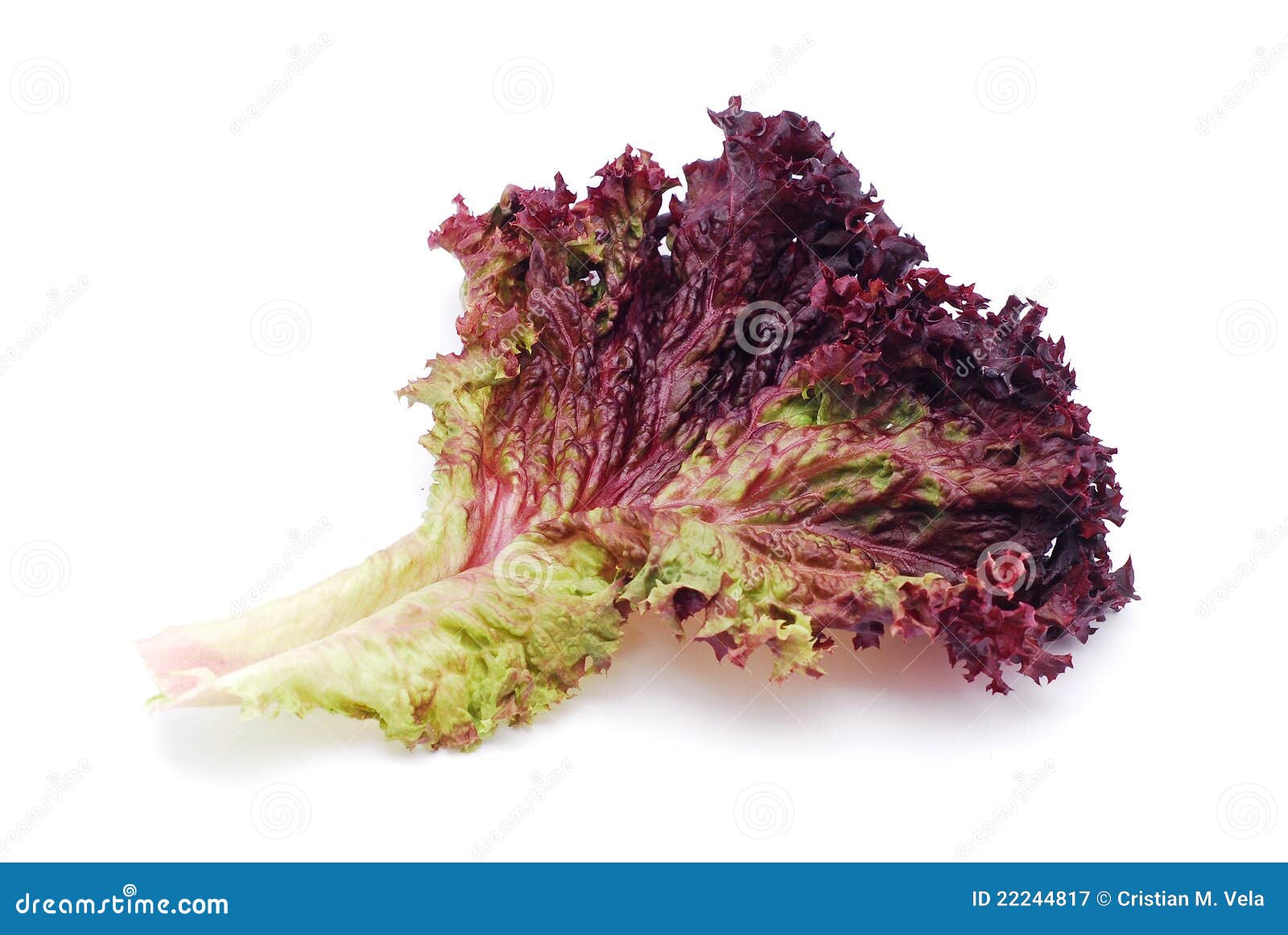 Roter Kopfsalat stockbild. Bild von betrieb, salat, nahrung - 22244817
