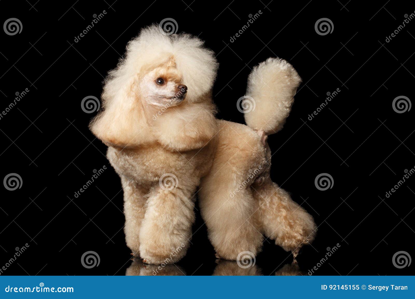 mini poodle dog