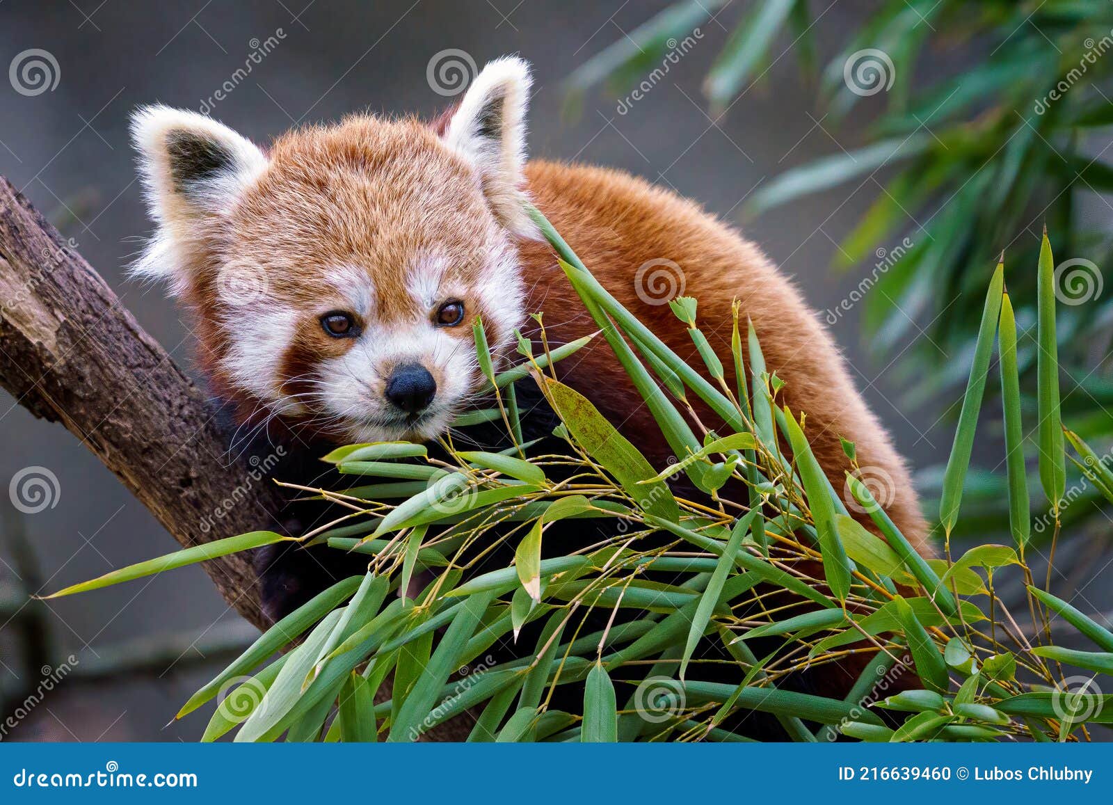 Ailuridae - Roter Panda, Roter Panda im Allwetterzoo Münste…