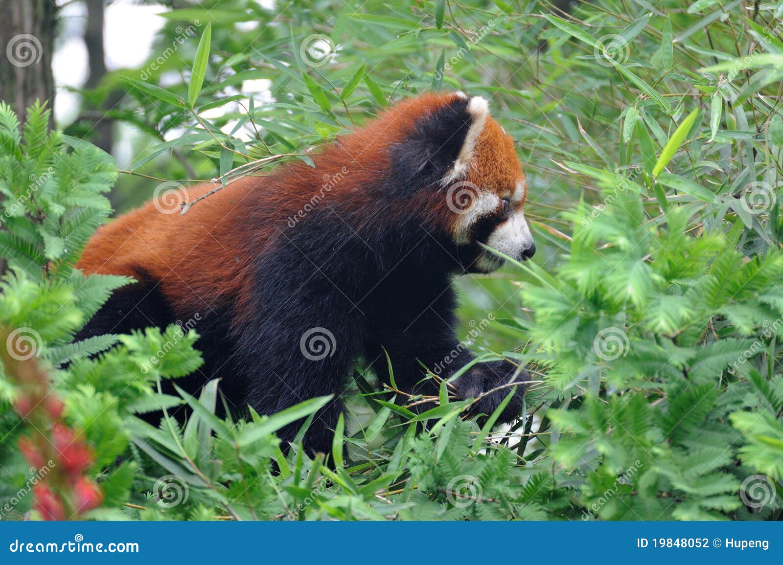 Roter Panda auf dem Baum stockfoto. Bild von chinesisch - 19848052