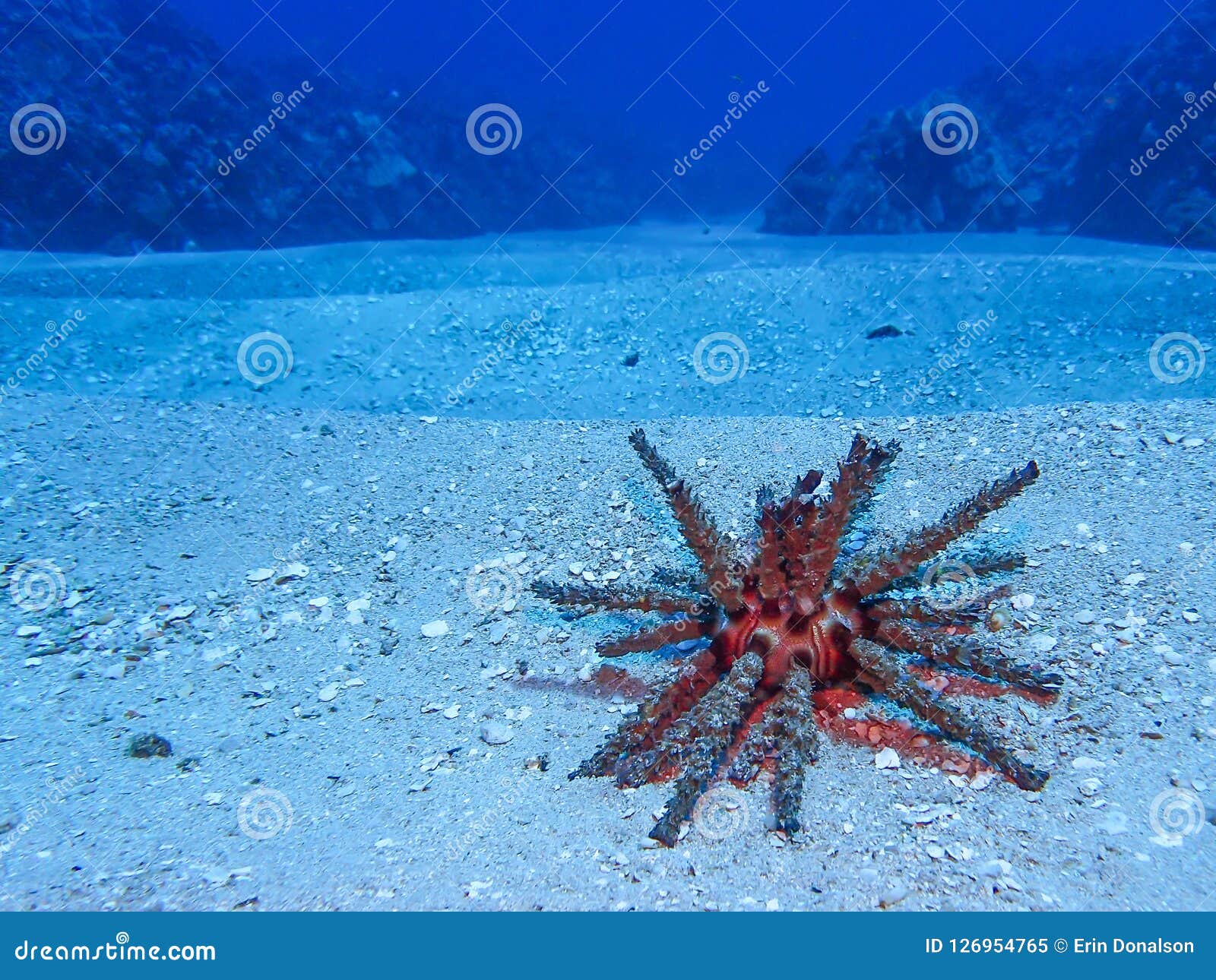 Roter Schiefergriffel Seeigel Auf Sandy Ocean Floor Stockbild