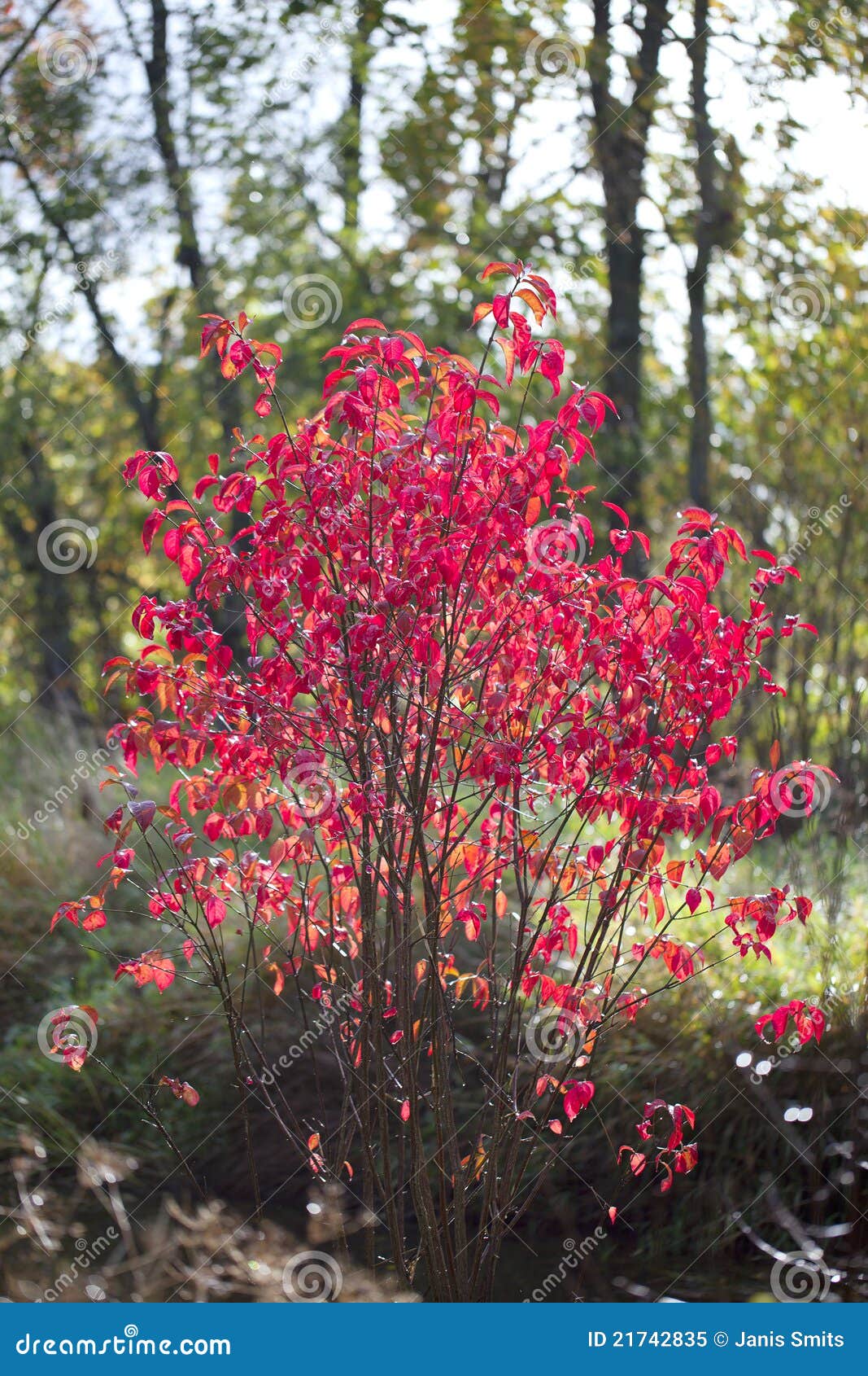 Roter Strauch. stockbild. Bild von landwirtschaftlich 21742835