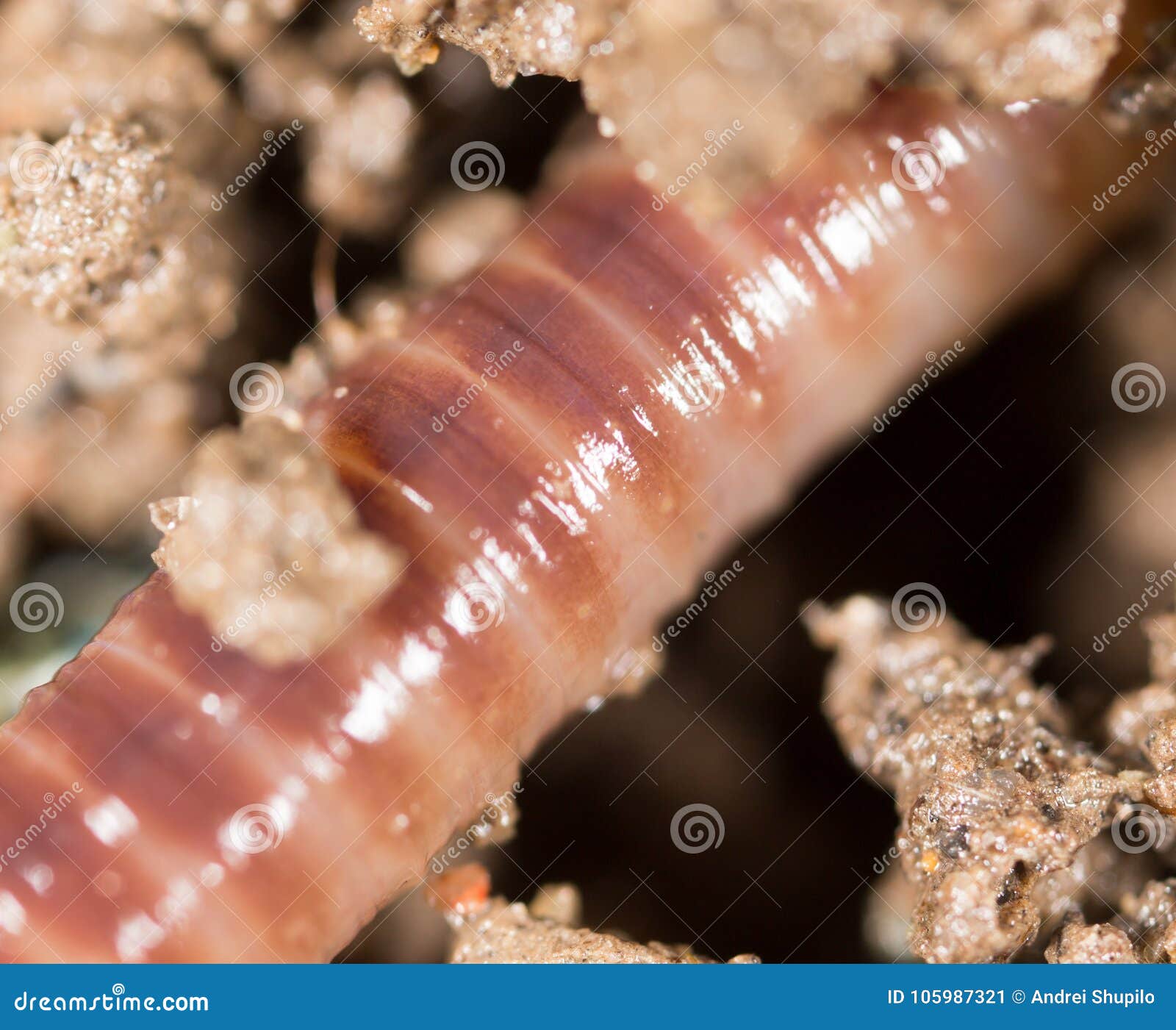 Roter Wurm im Boden Makro stockbild. Bild von landwirtschaft 105987321