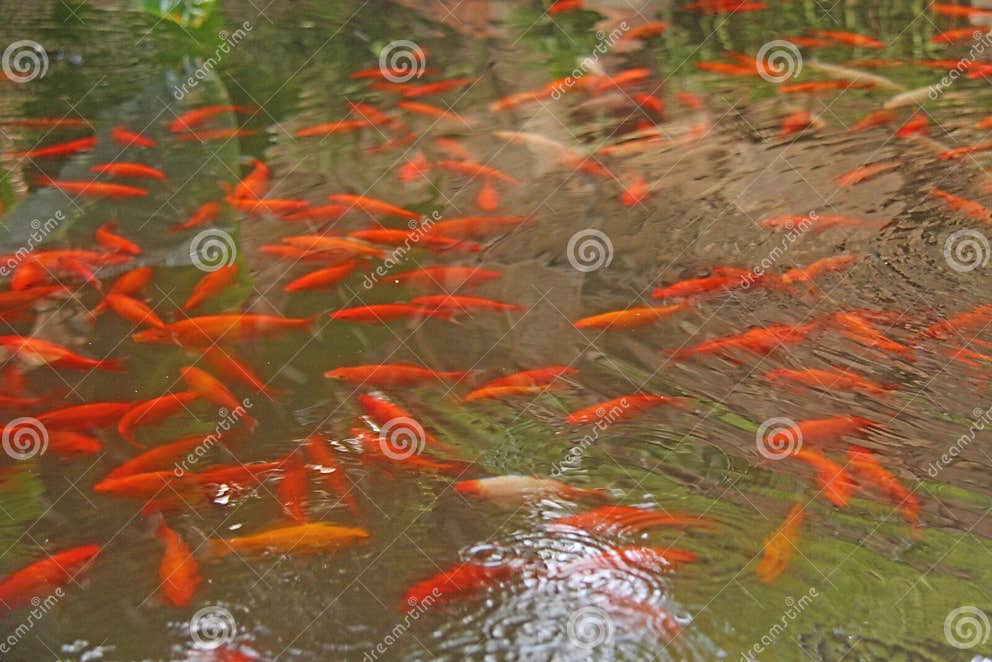 35+ Fische Kleiner Teich, Fische im kleinen fertigteich gibt es bei