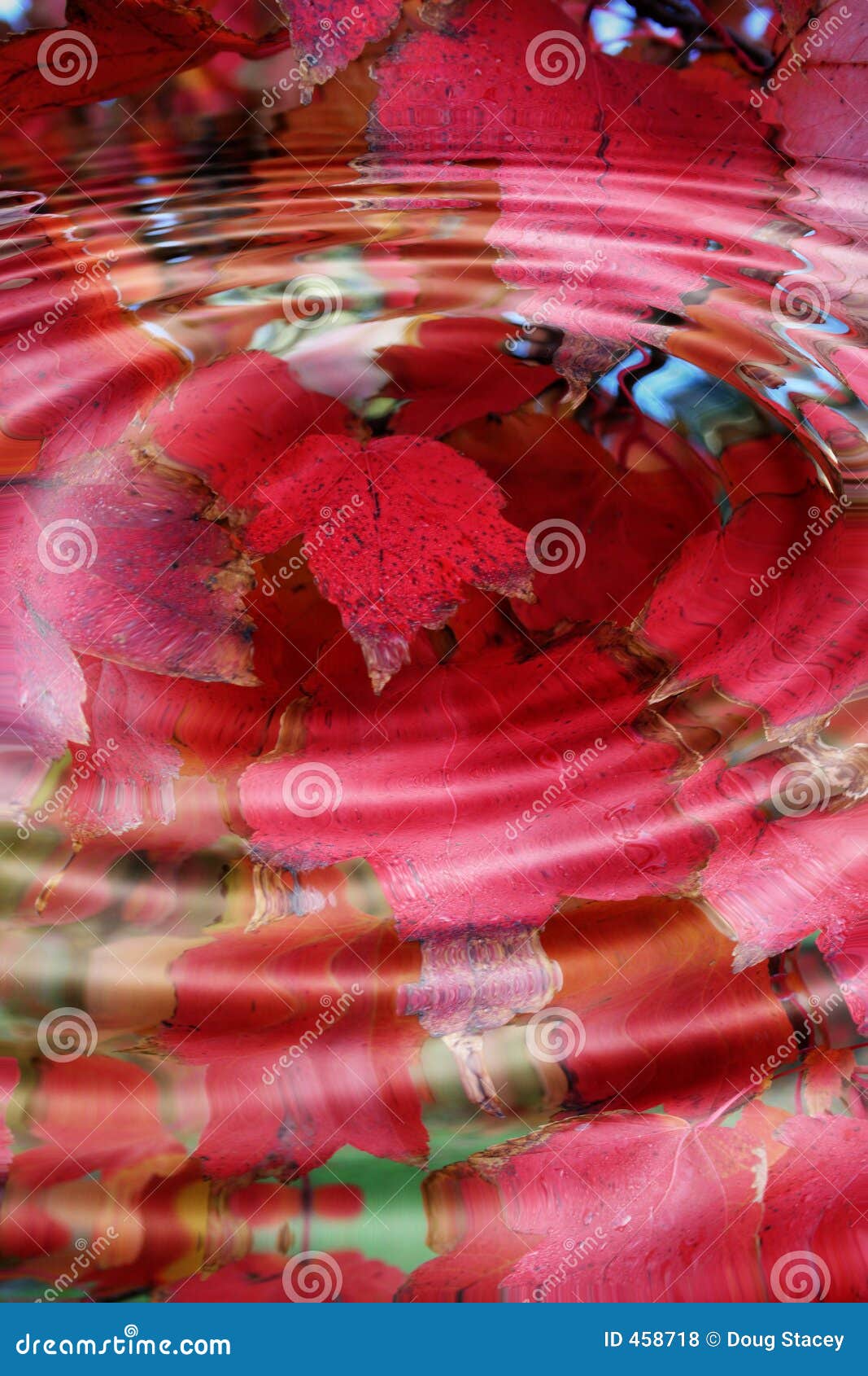 Rotes Herbst-Blatt-Spritzen. Kreisspritzen als Wassertröpfchenhits. Reflexion der Herbstblätter