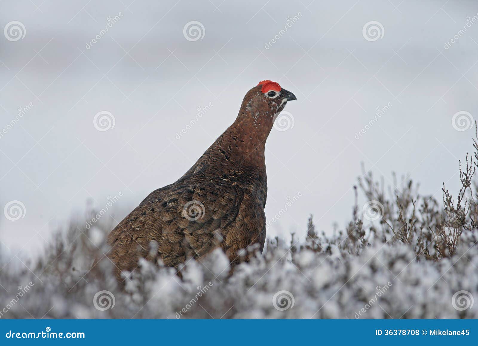 Moorhuhn Tier Moorhuhn Tier