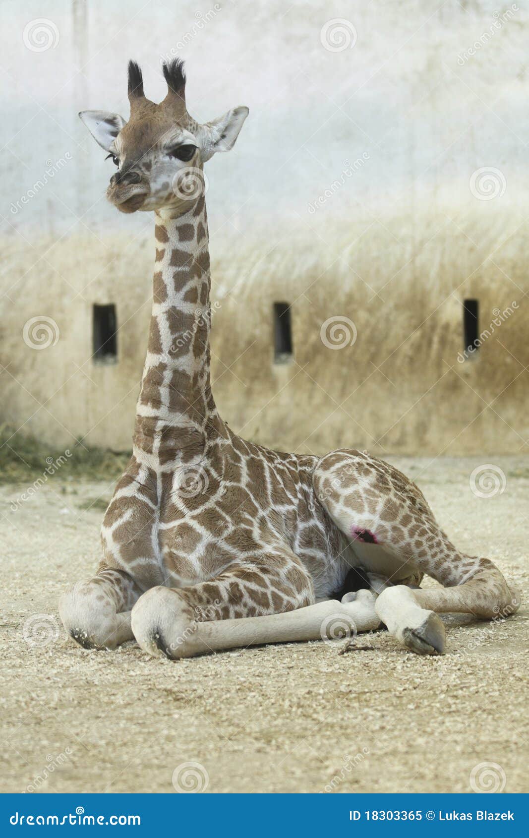 rothschild giraffe juvenile