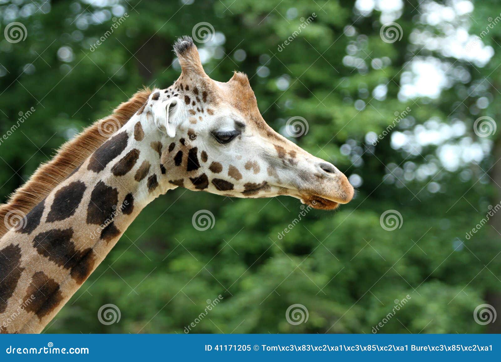 Rothschild s giraffe stock image. Image of giraffa, rothschildi - 41171205