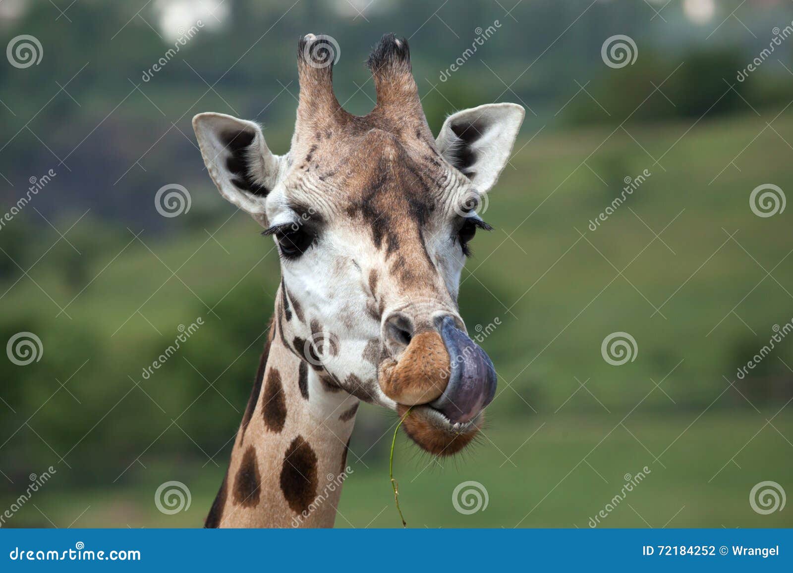 rothschild's giraffe (giraffa camelopardalis rothschildi).