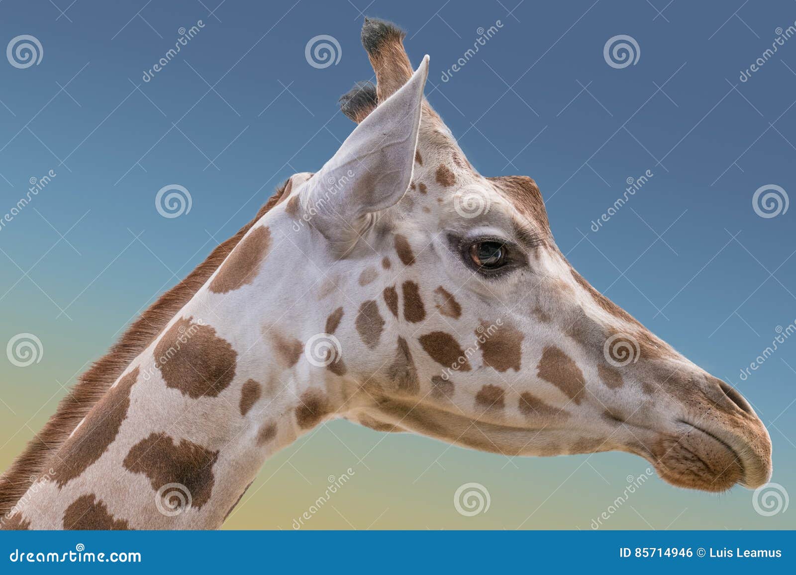 Rothschild`s and Reticulated Giraffes Stock Photo - Image of outdoors