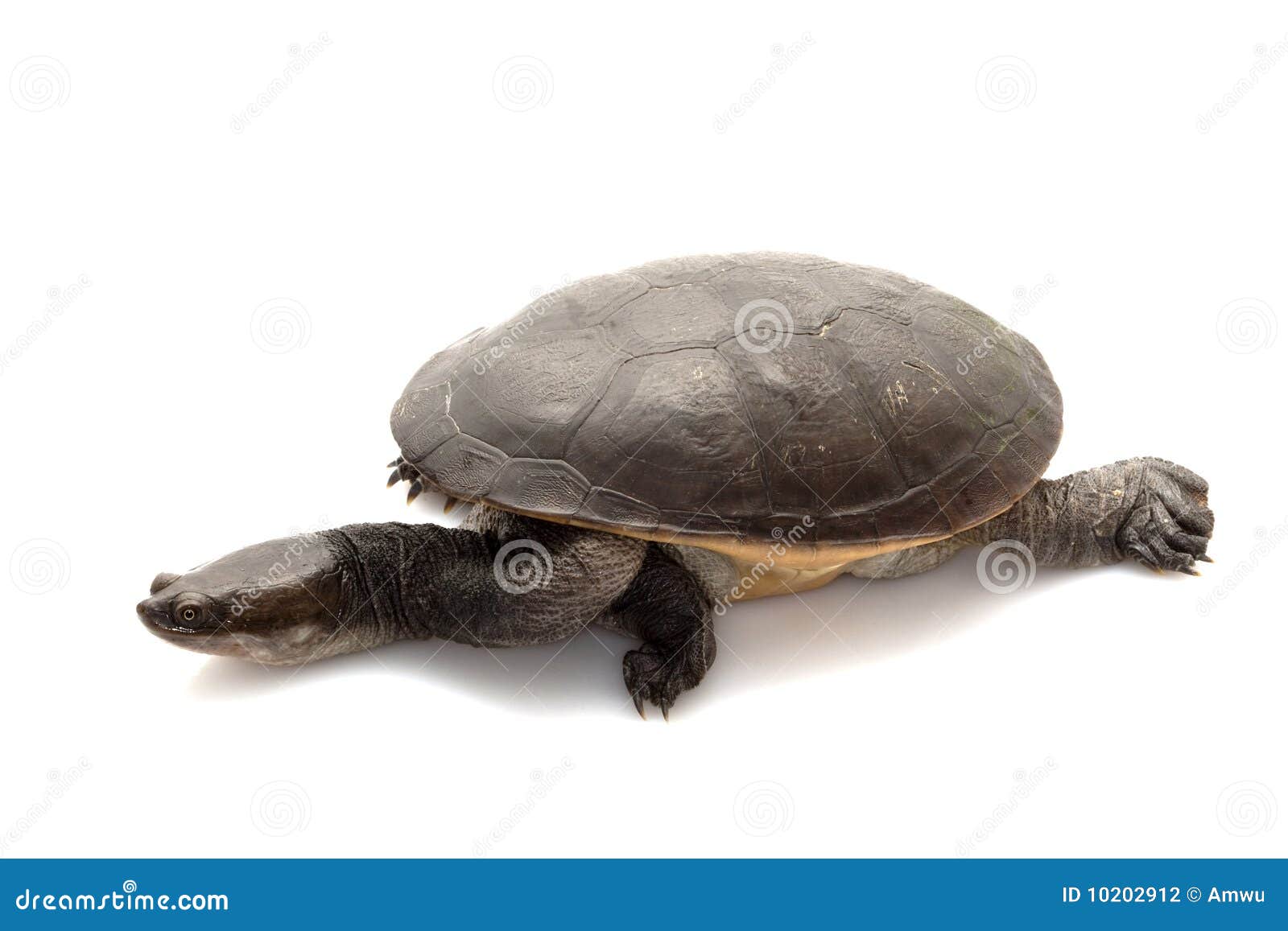 Roti Island Snake-necked Turtle Stock Photo - Image of white, slow ...