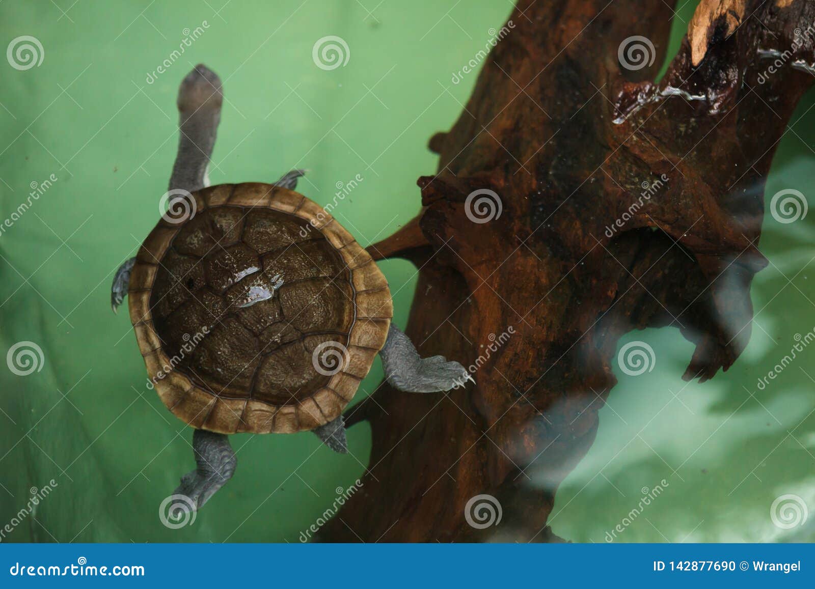 roti island snake-necked turtle chelodina mccordi