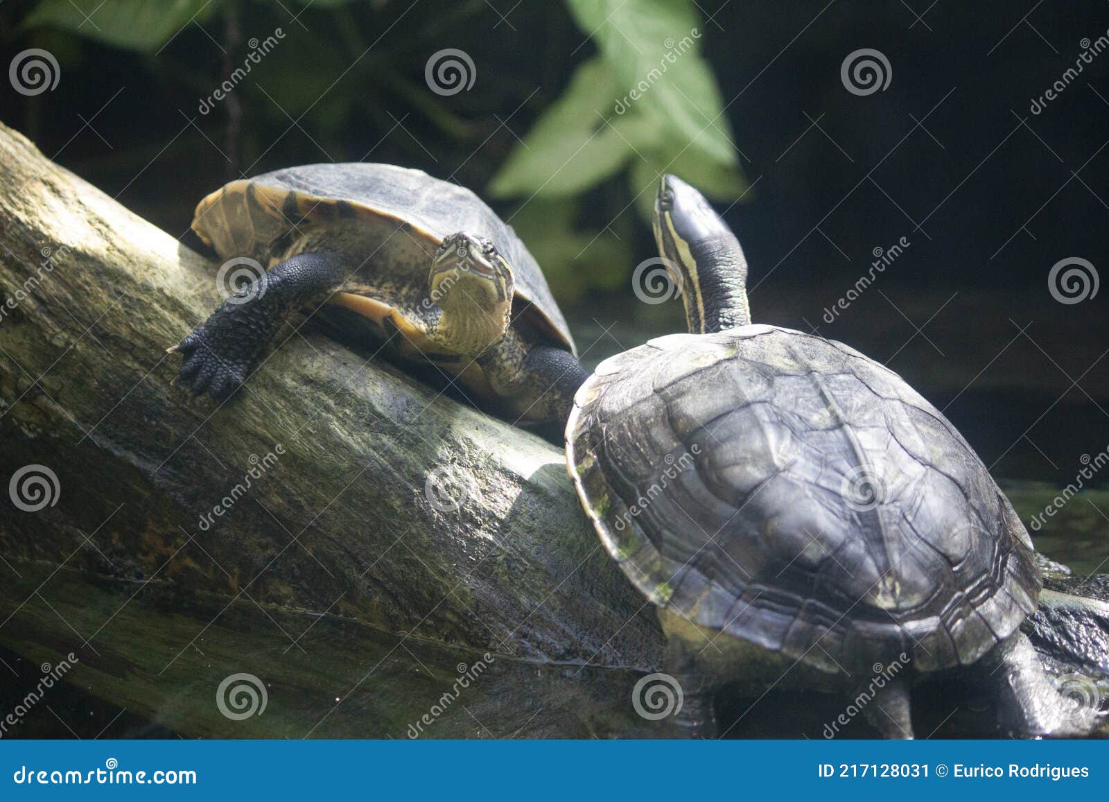 roti island snake-necked turtle on a log