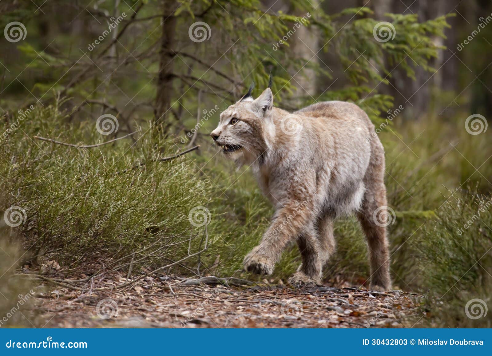 Europäischer Rotluchs, gehend in den Wald