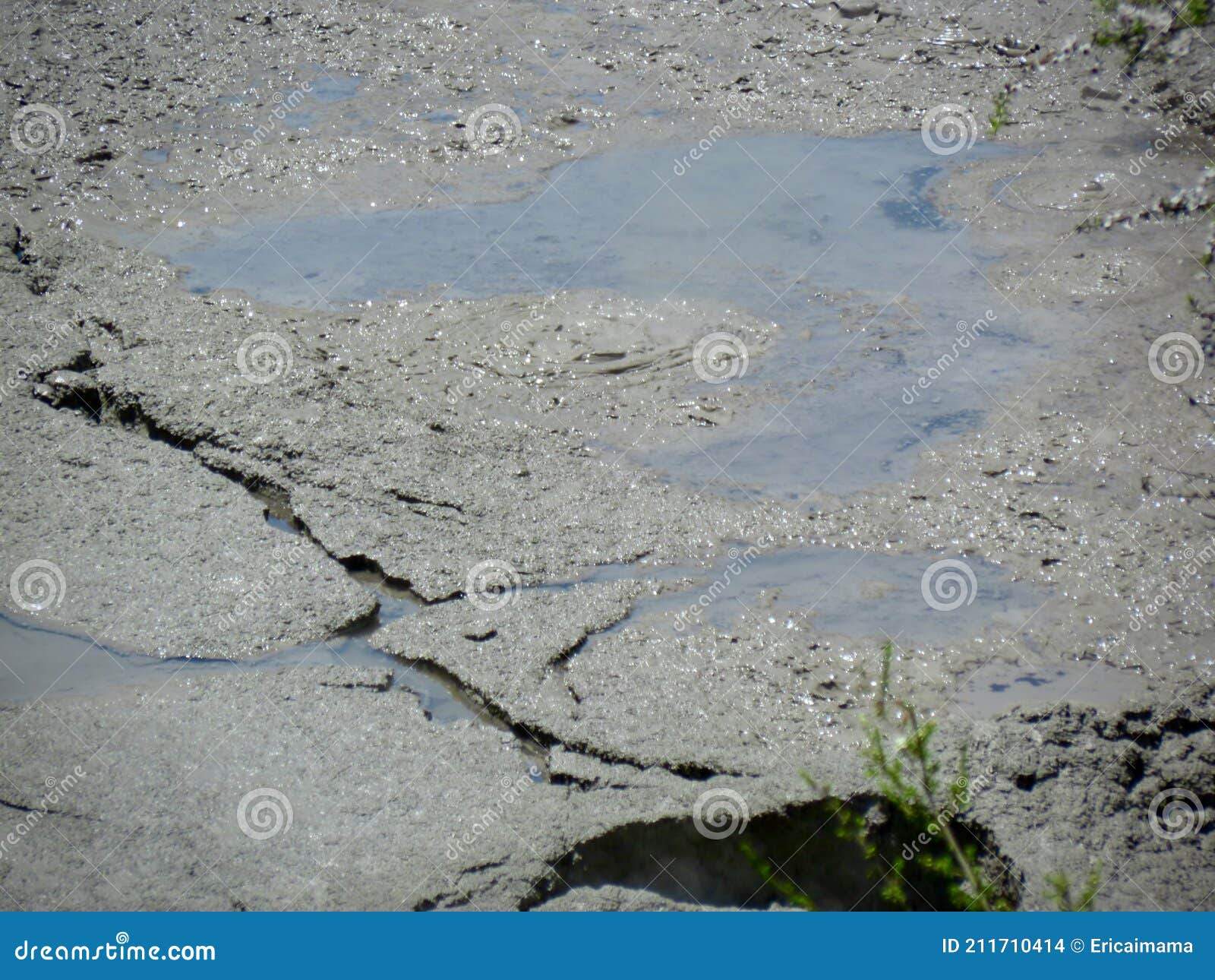 mud pools at rorotua, new zealand.