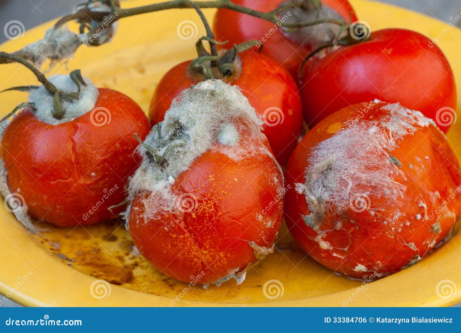 Rotte Tomaten Op Wijnstok Stock Foto Image Of Schimmel 33384706 rotte-tomaten-op-wijnstok-stock-foto-image-of-schimmel-33384706