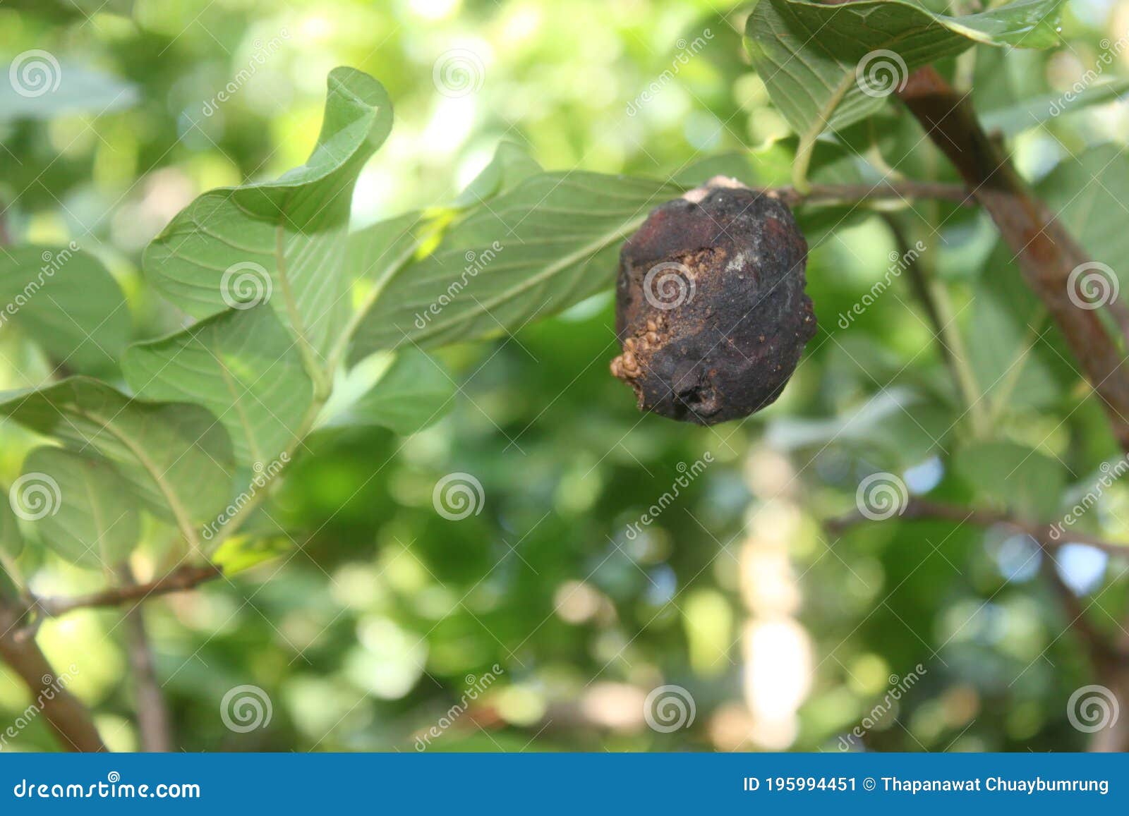 Rotten stock image. Image of rotten, time, falling, poison 195994451