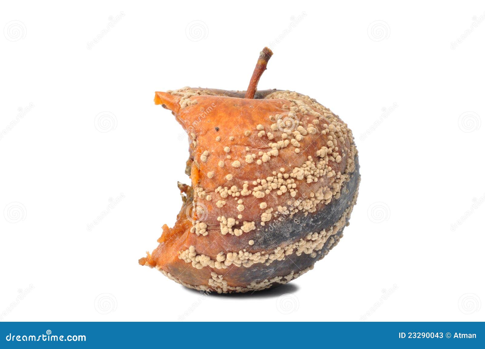 Rotten Apple Images – Browse 13,475 Stock Photos, Vectors, and Video