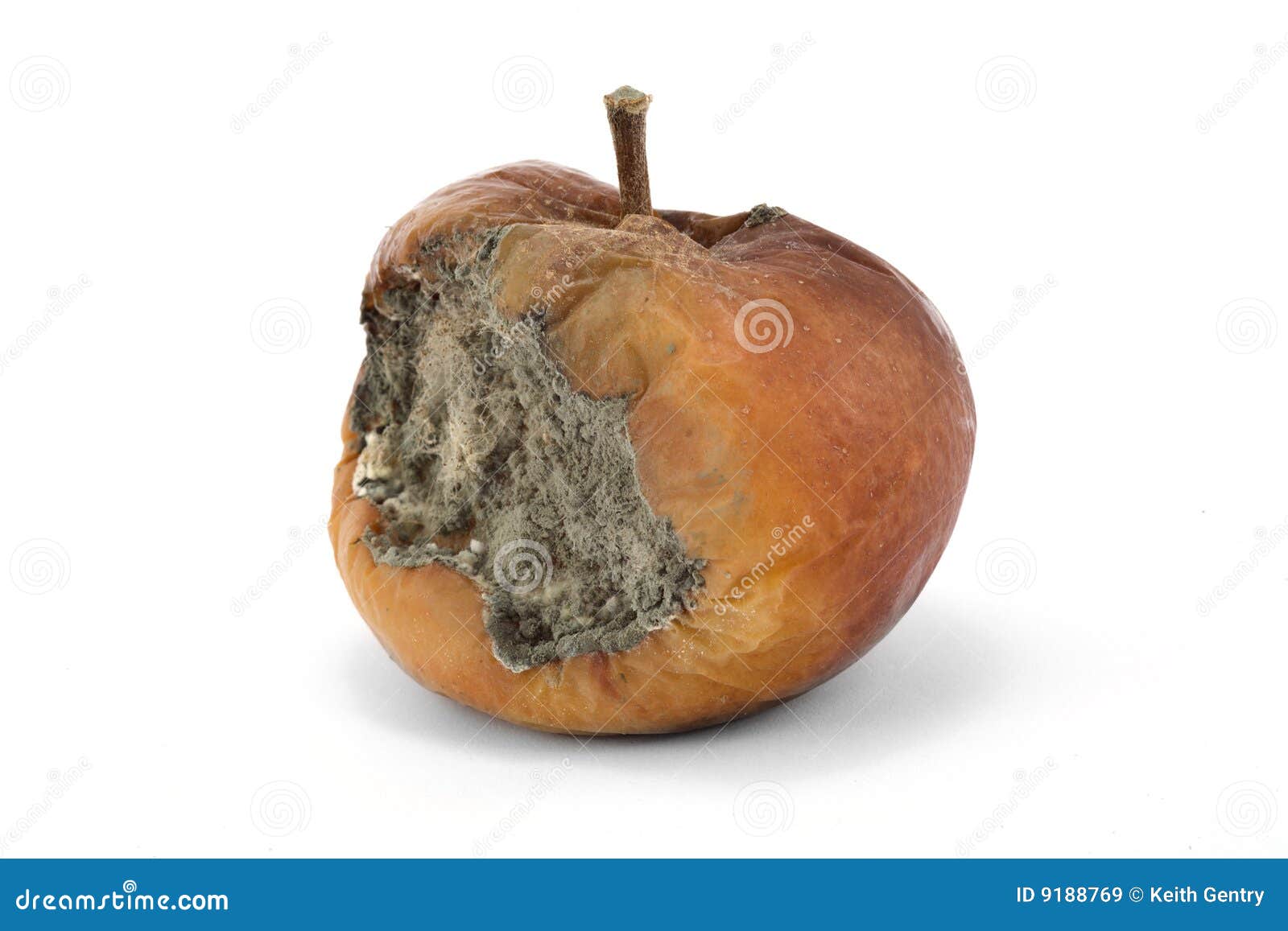 Rotten Apple - Stock Image - F003/9696 - Science Photo Library