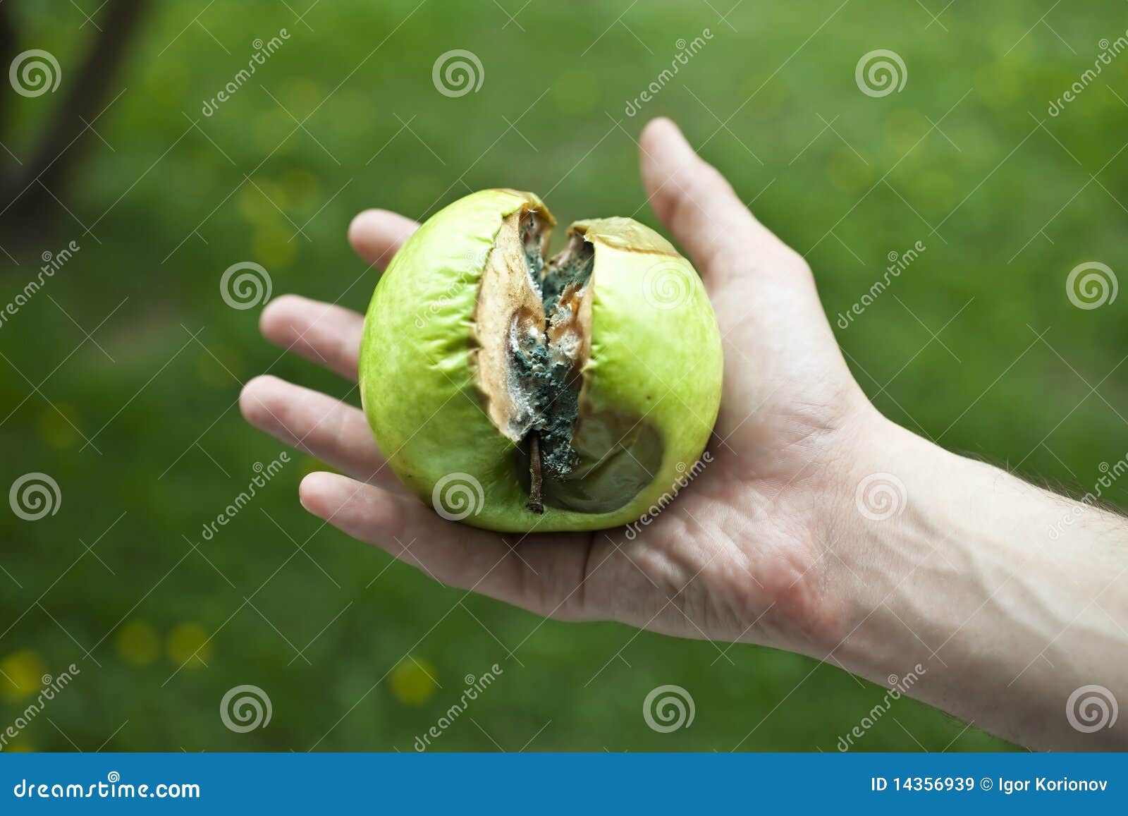 Rotten Apple Green with Mold in a Human Hand Stock Image Image of