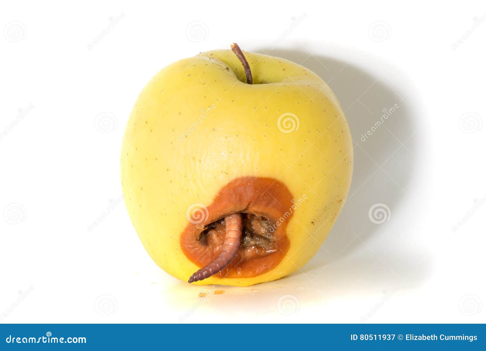 Rotten Apple with a Large Worm Stock Image - Image of oozing, overripe:  80511937