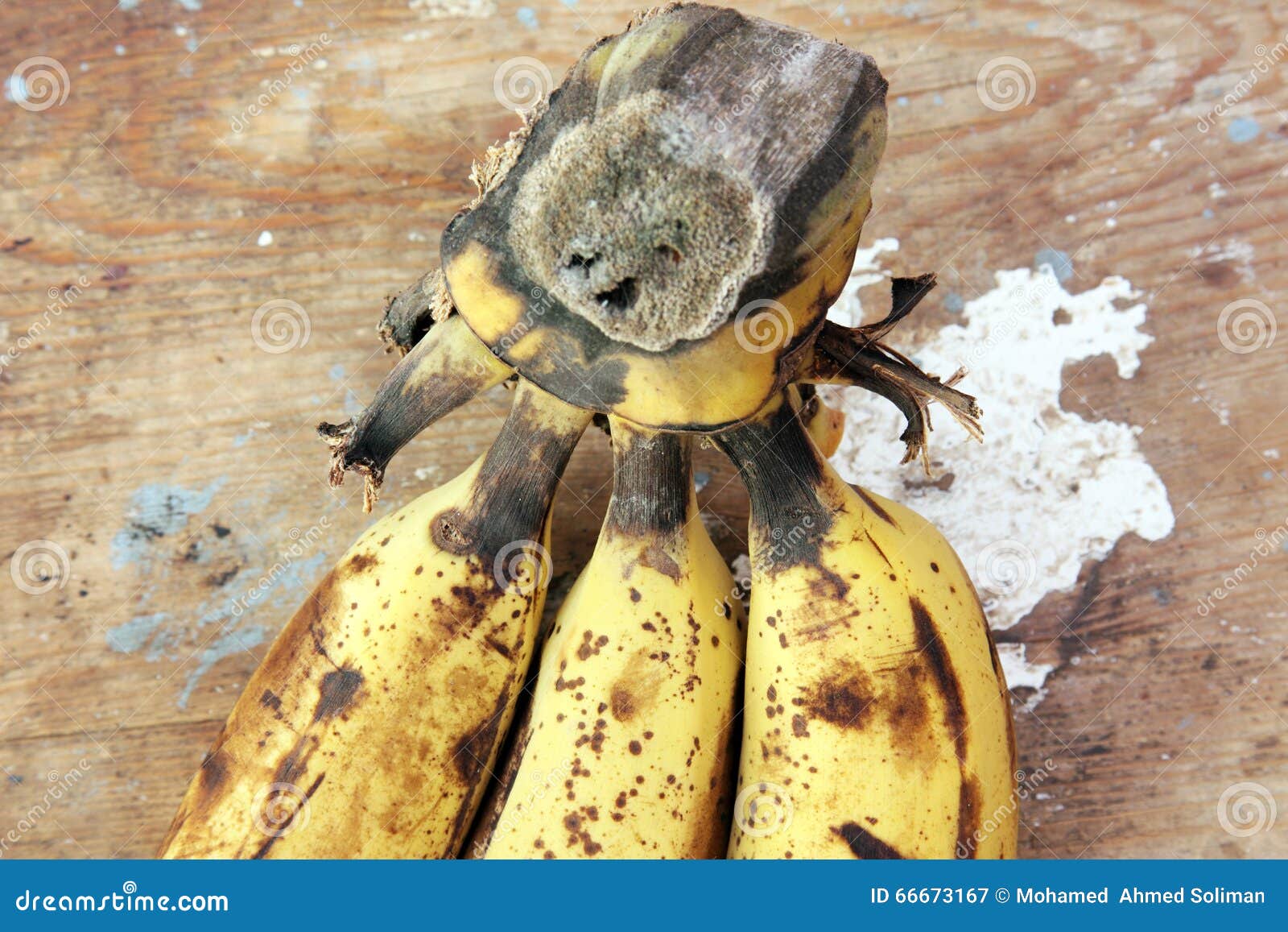Rotten banana stock image. Image of fungus, grocery, plant 66673167