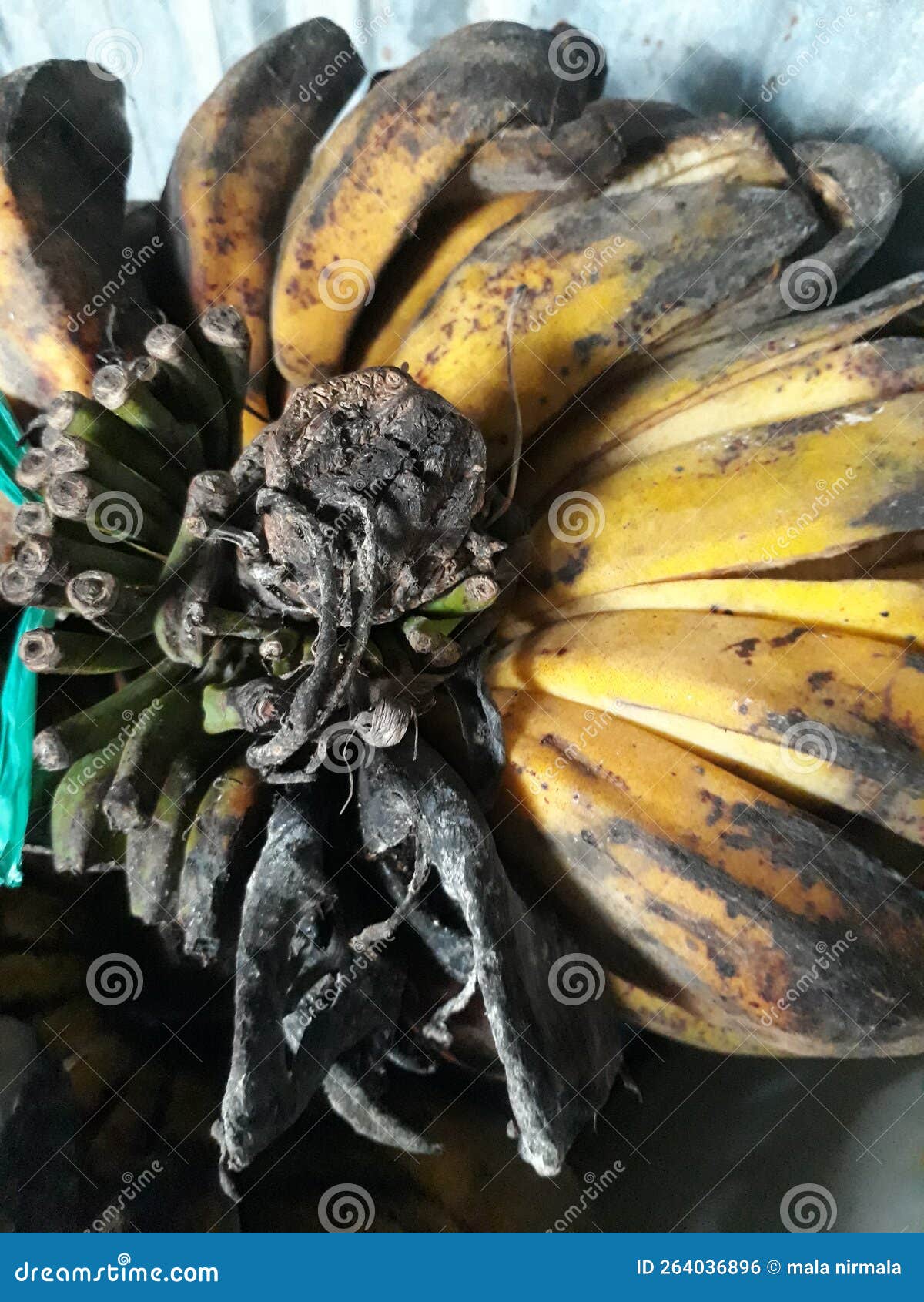 Rotten Bananas Will Be Wasting Stock Photo Image of poor, otten 264036896