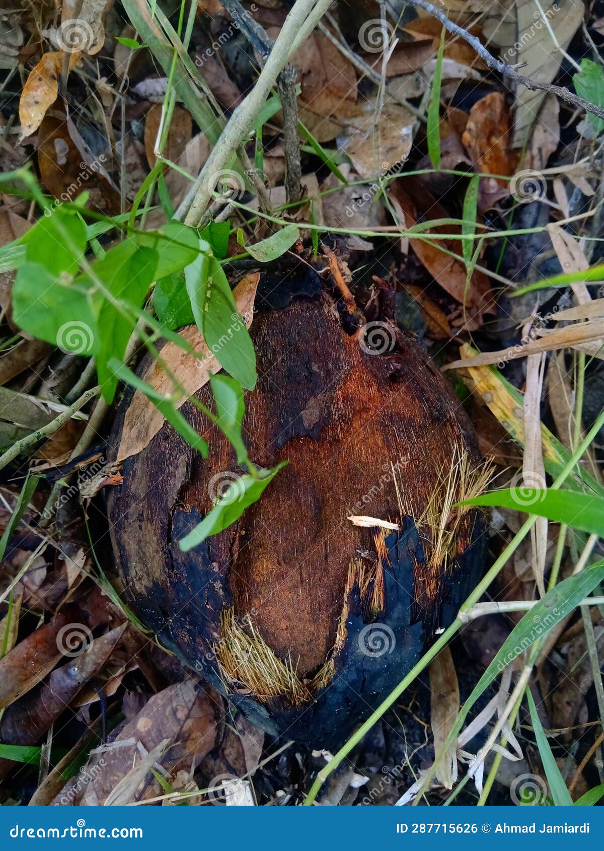 Rotten Coconut on the Ground. Stock Photo Image of wildlife, tree