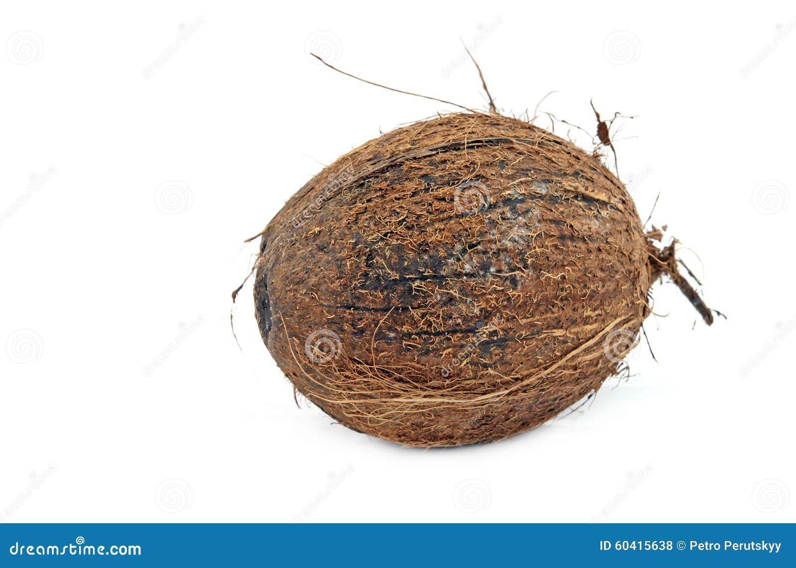 Rotten Coconut Stock Photo Image 60415638