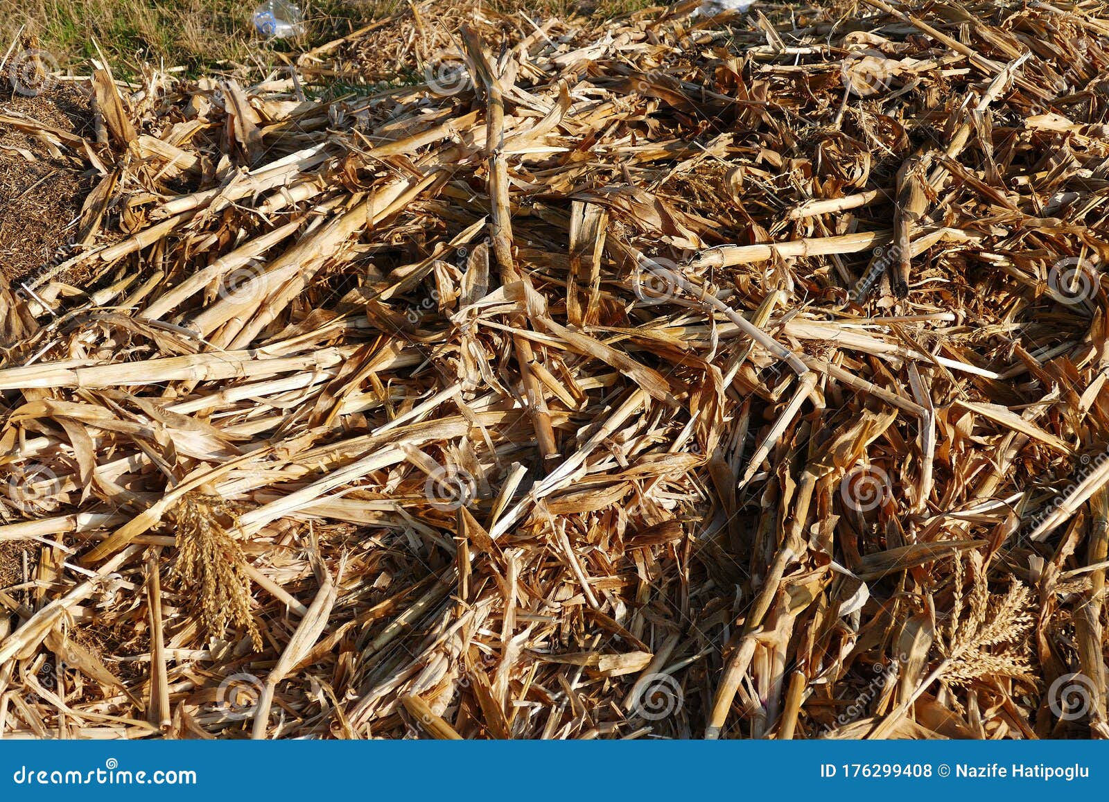 rotten corn plant residues, garden remains, dried corn plant