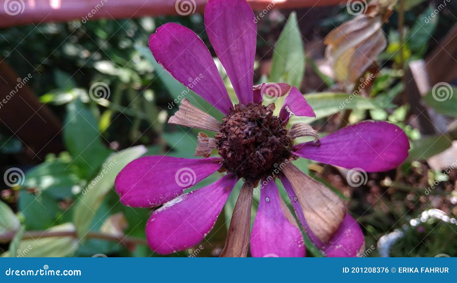 Rotten Flowers that Will Die Stock Photo Image of spring, flowers