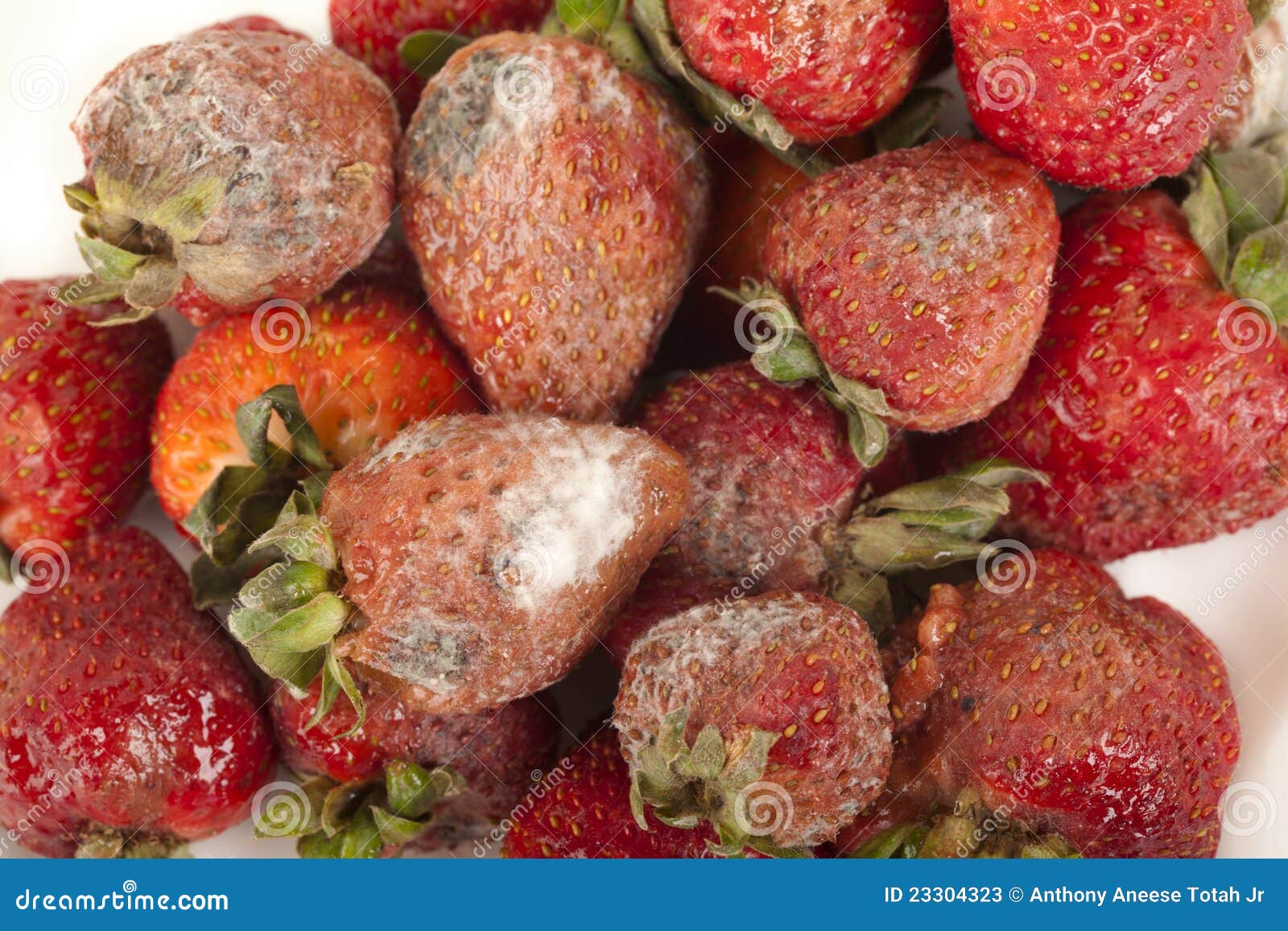 Rotten fruit – License Images – 550221 ❘ StockFood