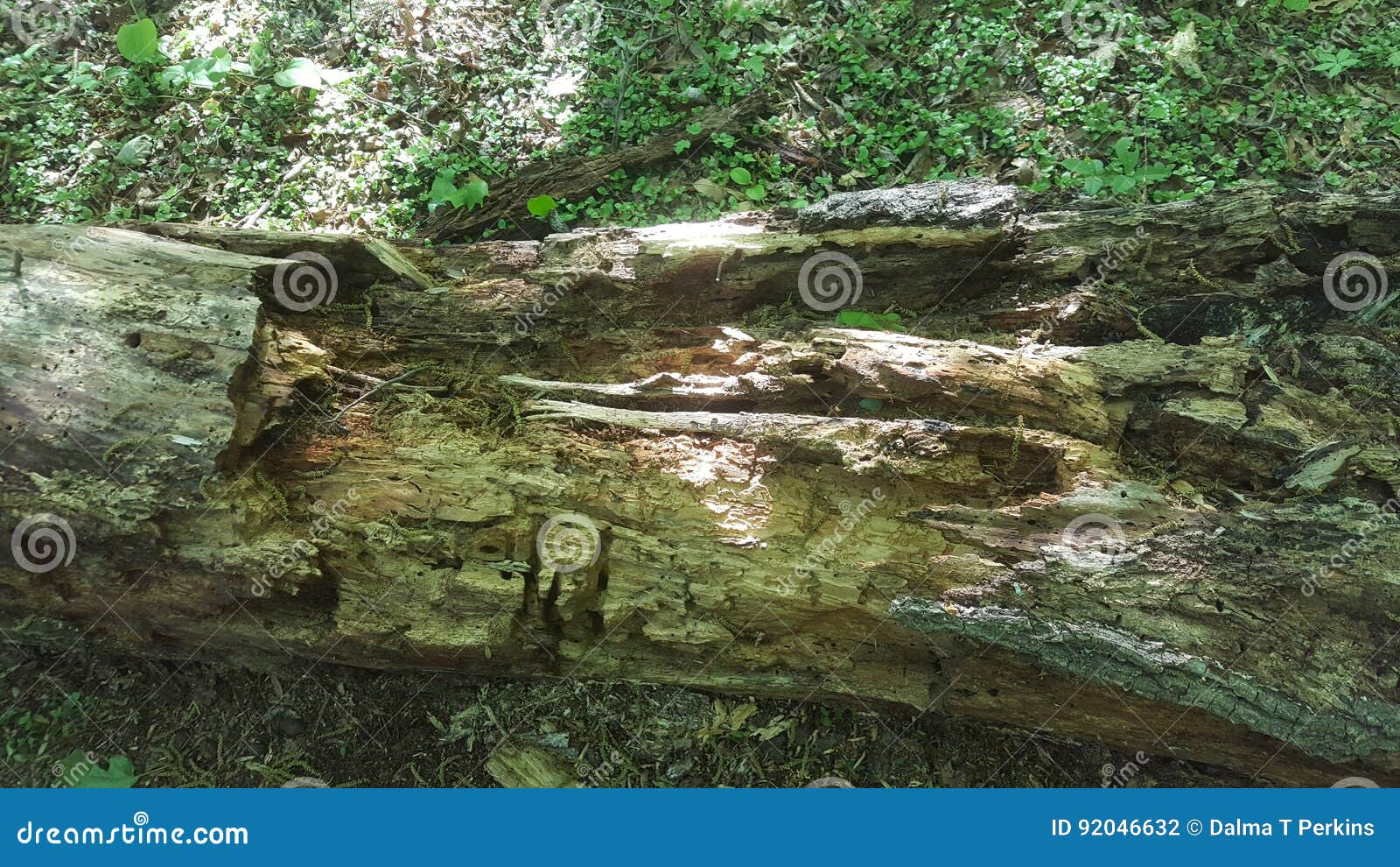 Rotten log stock photo. Image of eastern, wildlife, downed - 92046632
