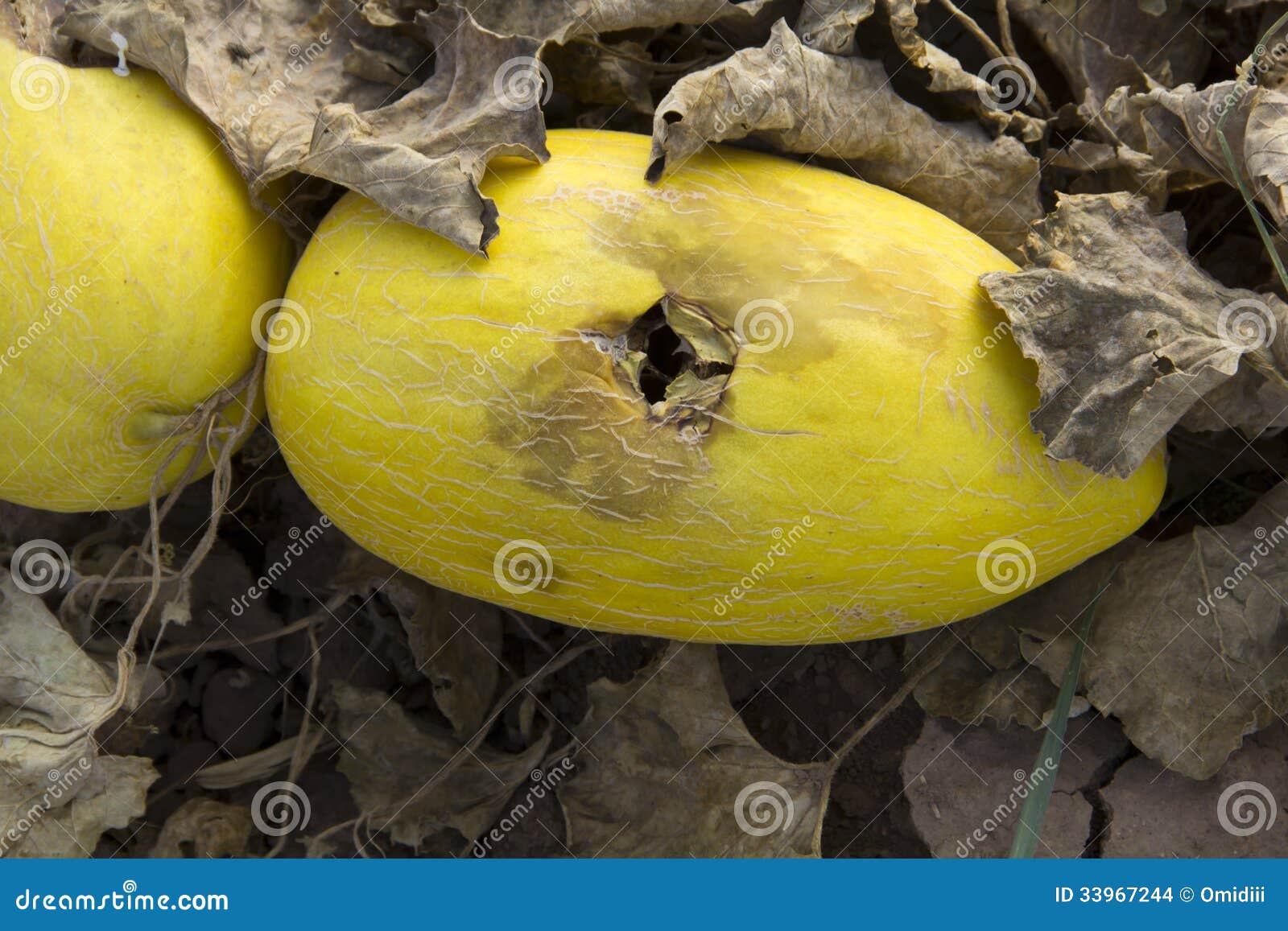 Rotten melon stock photo. Image of decayed, fruit, inedible 33967244