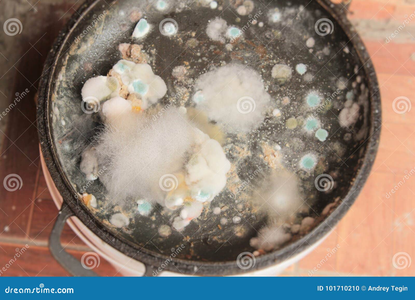 rotten and moldy food closeup