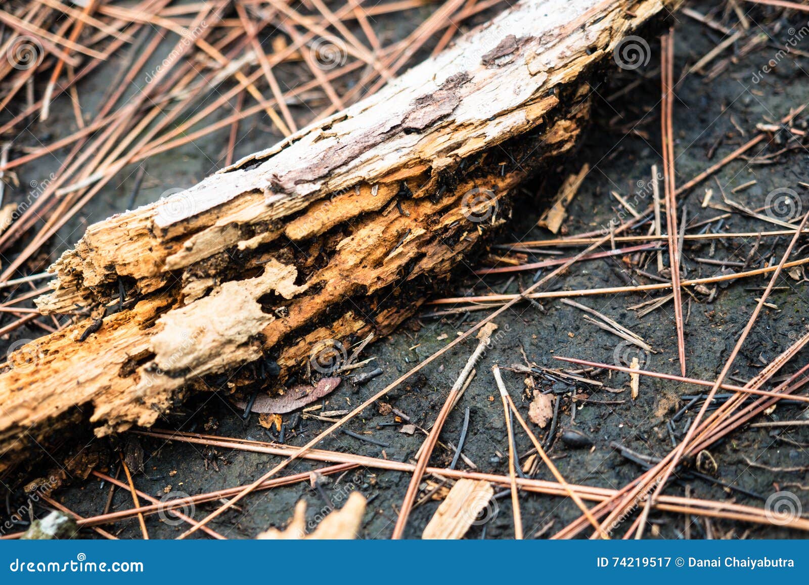 Rotten moldy piece of wood stock image. Image of lichen 74219517