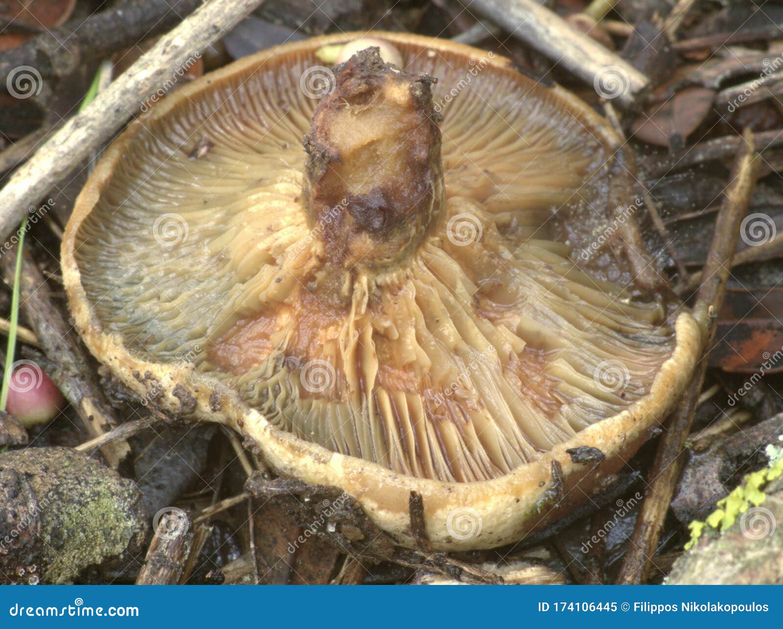 Rotten mushrooms stock image. Image of upside, fungi 174106445