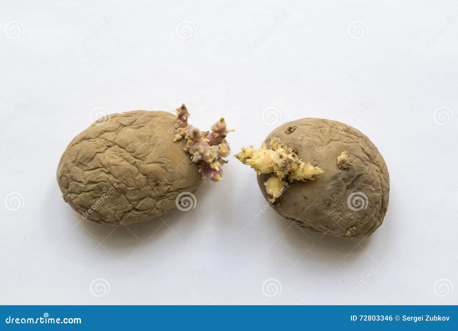 Rotten Old Sprouting Potatoes Stock Photo Image of rotten, uncooked