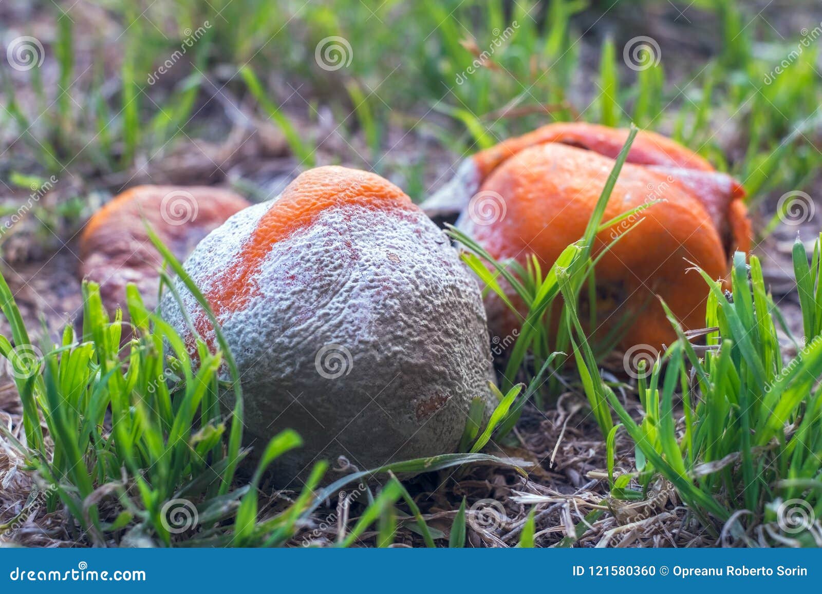 Rotten oranges in grass stock photo. Image of abundance 121580360