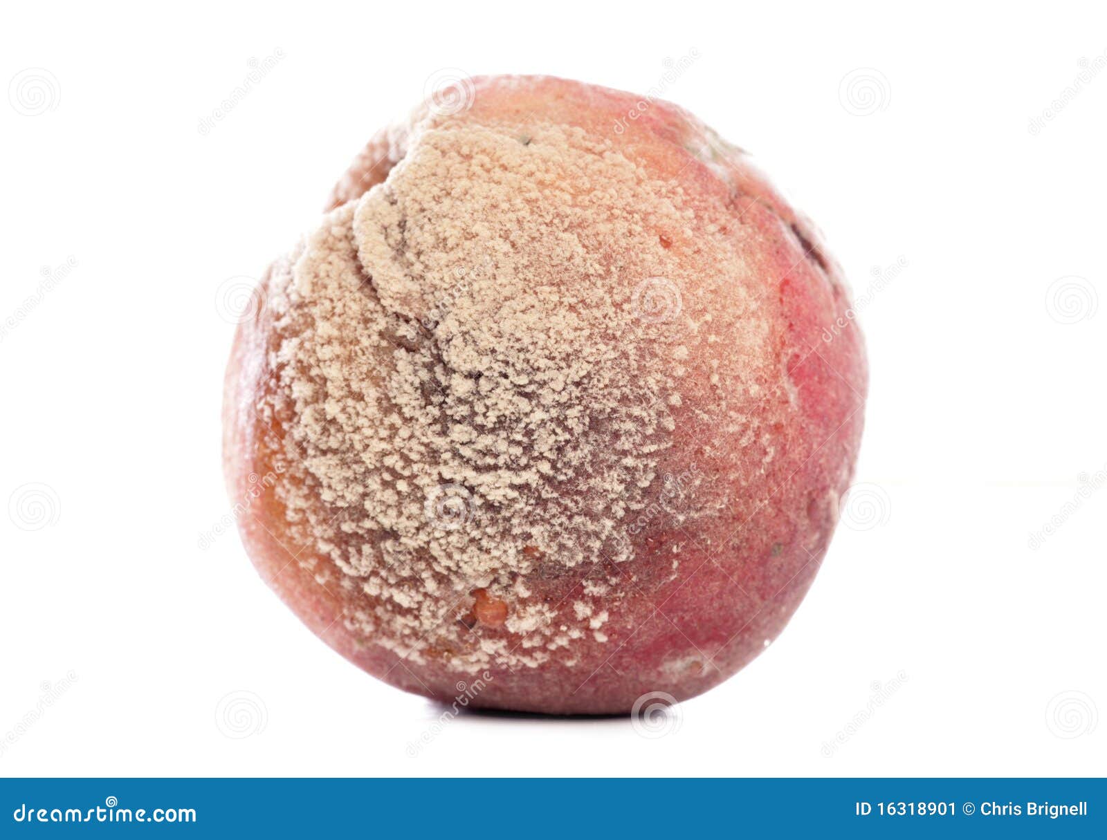Rotten Peach Stock Image Image 16318901