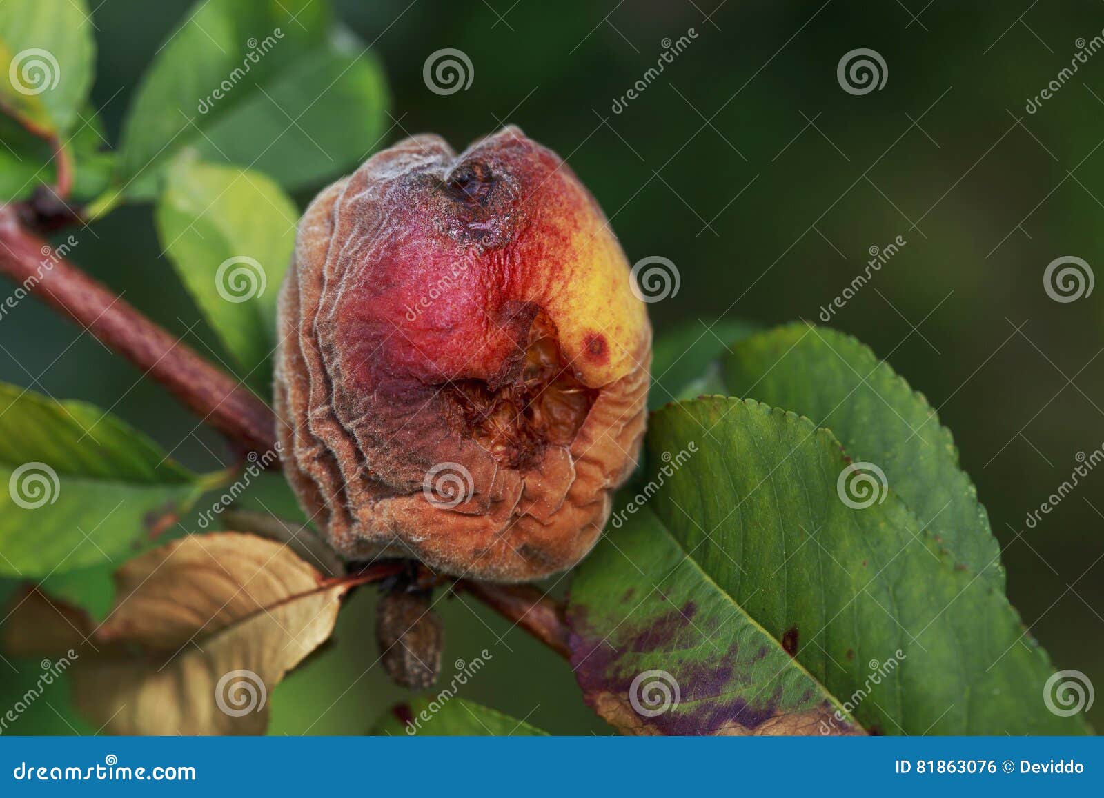 Rotten Peach RoyaltyFree Stock Photography 16318901