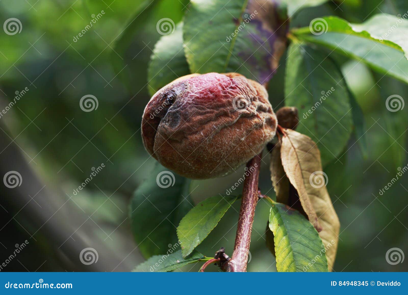 The rotten peach stock image. Image of damaged, macro 84948345