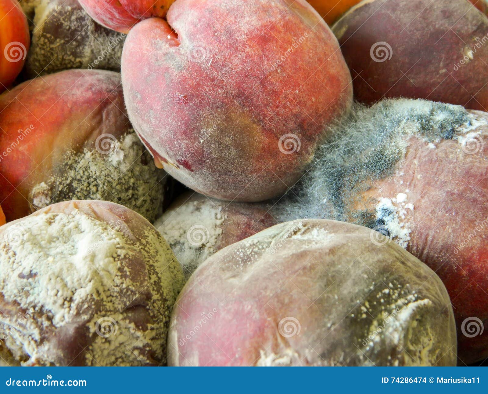 Rotten peaches with mold stock photo. Image of growth 74286474