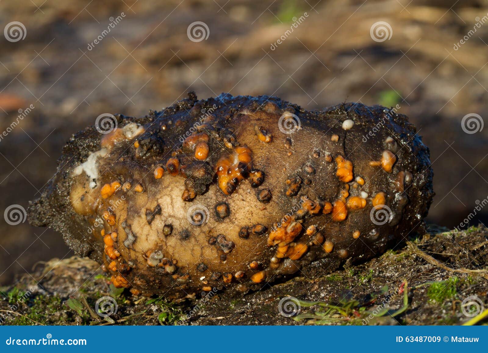 Rotten potato stock image. Image of mold, dirty, moldy 63487009
