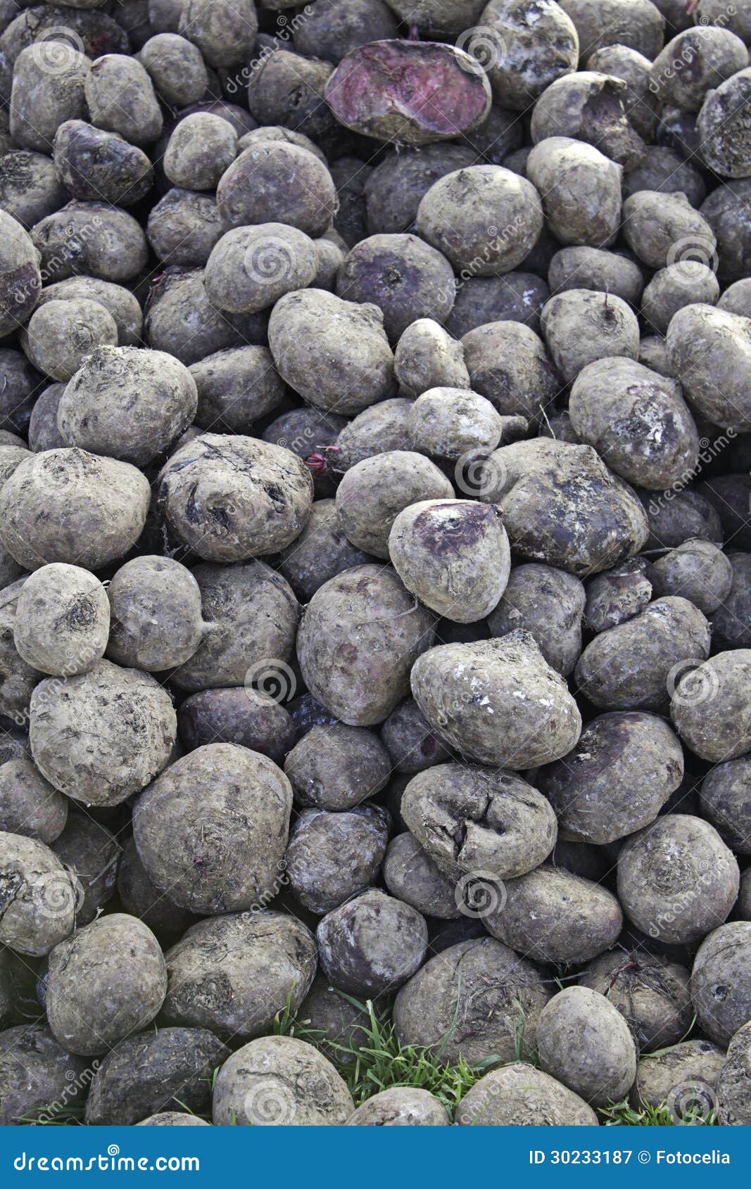 Rotten potatoes stock image. Image of shape, concept 30233187