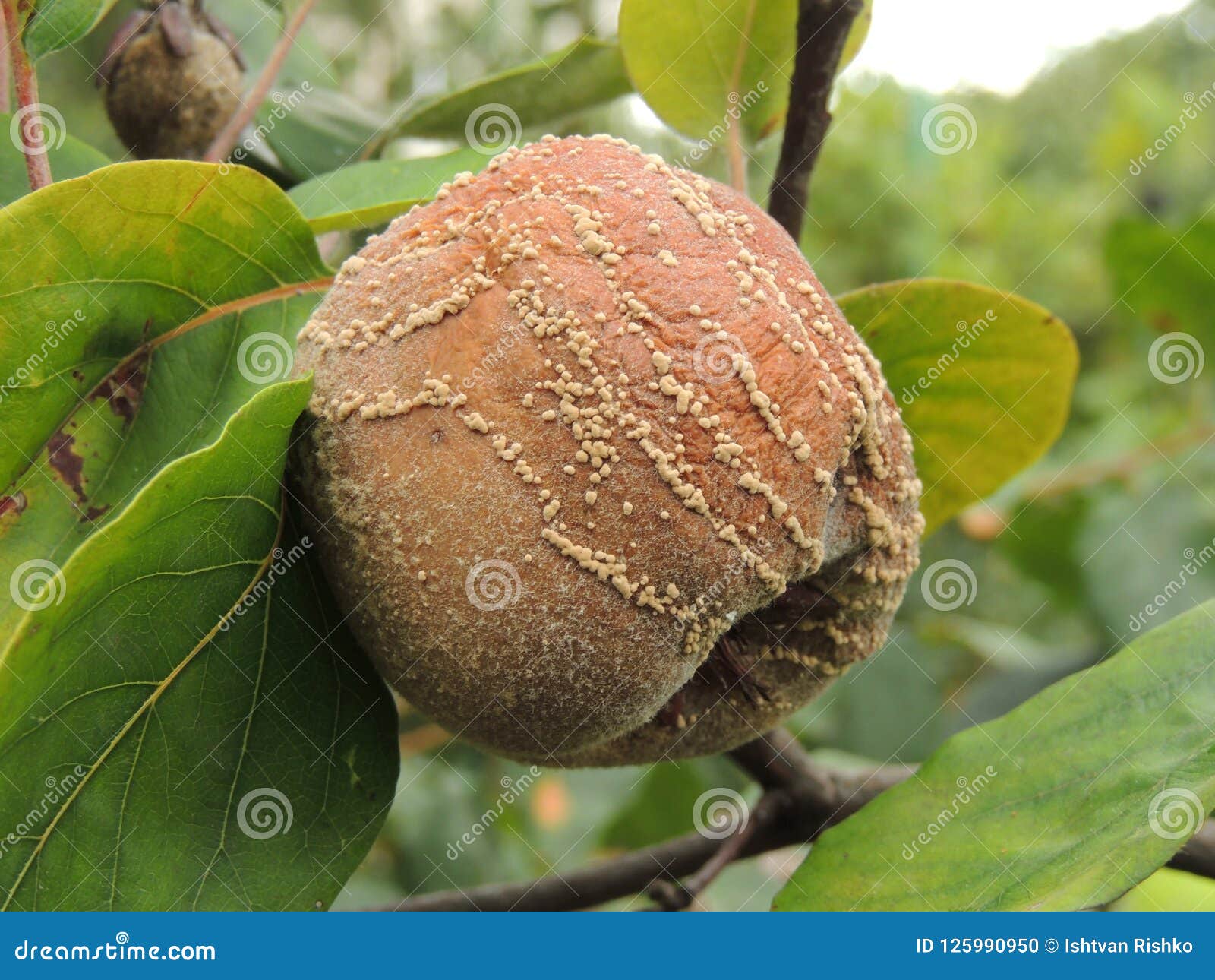 Rotten Quince Apple On The Ground, Monilia Laxa Infestation Plant