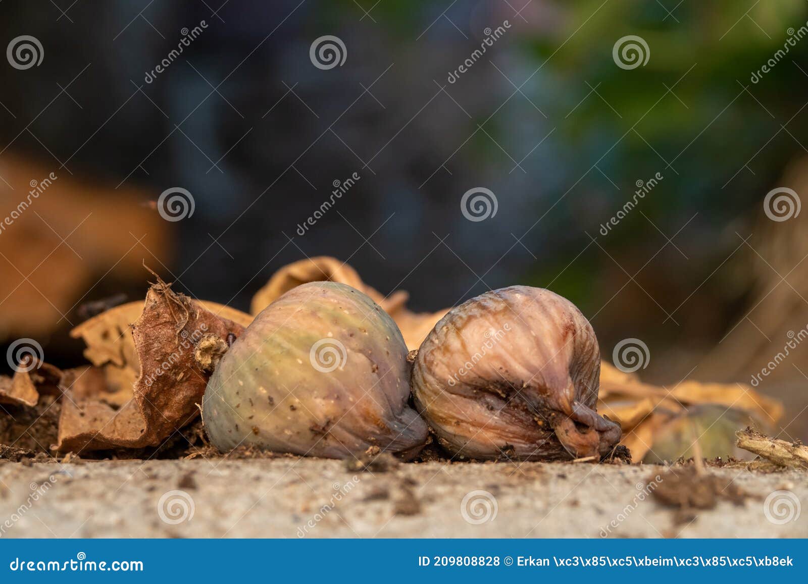 rotten ripe figs standing on the ground with blurred background