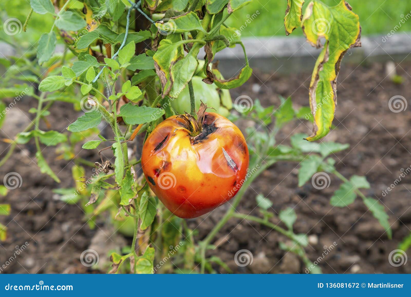 Rotten tomato stock photo. Image of nature, organic 136081672