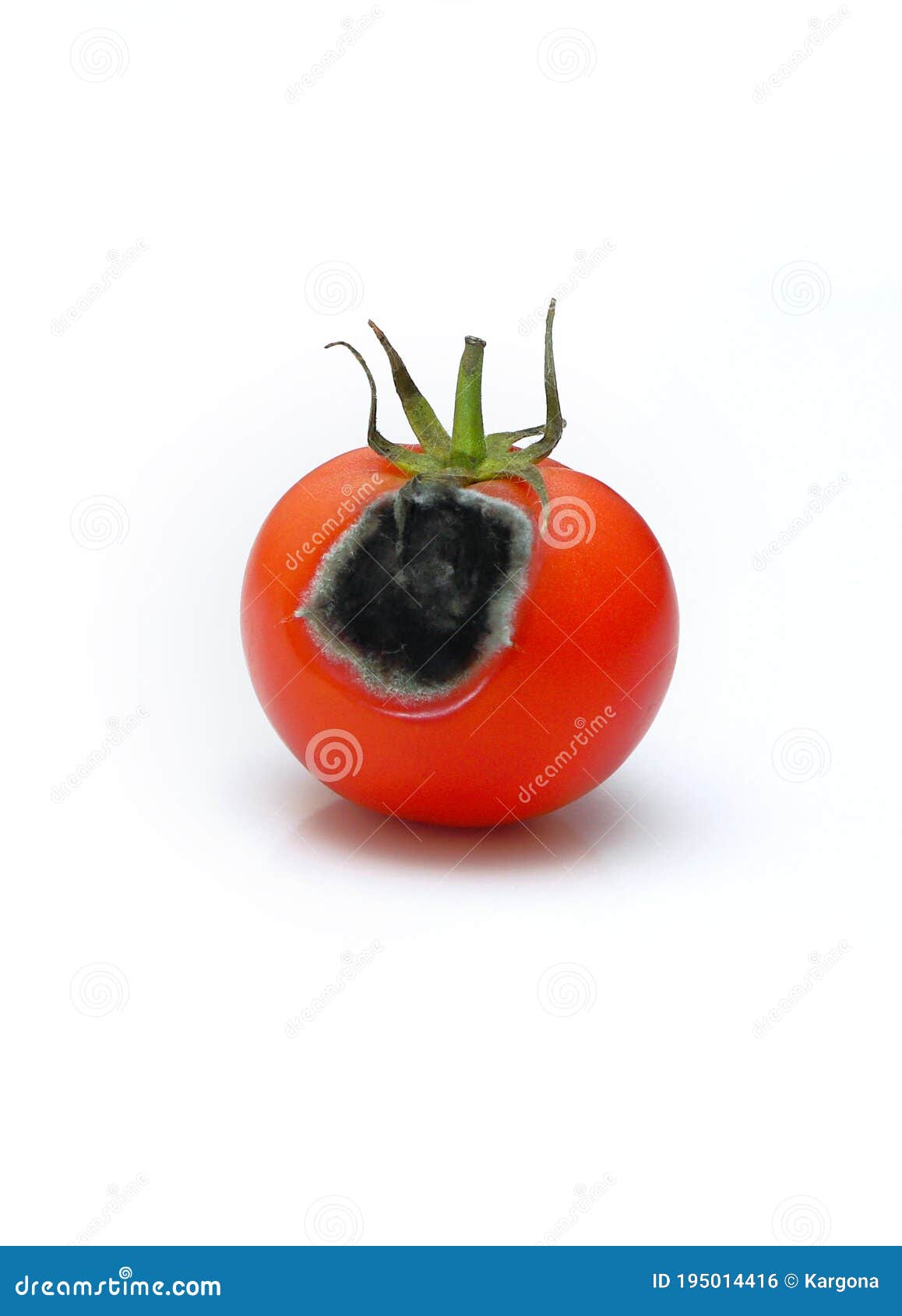 Rotten Tomato Isolated on White Stock Photo Image of illness