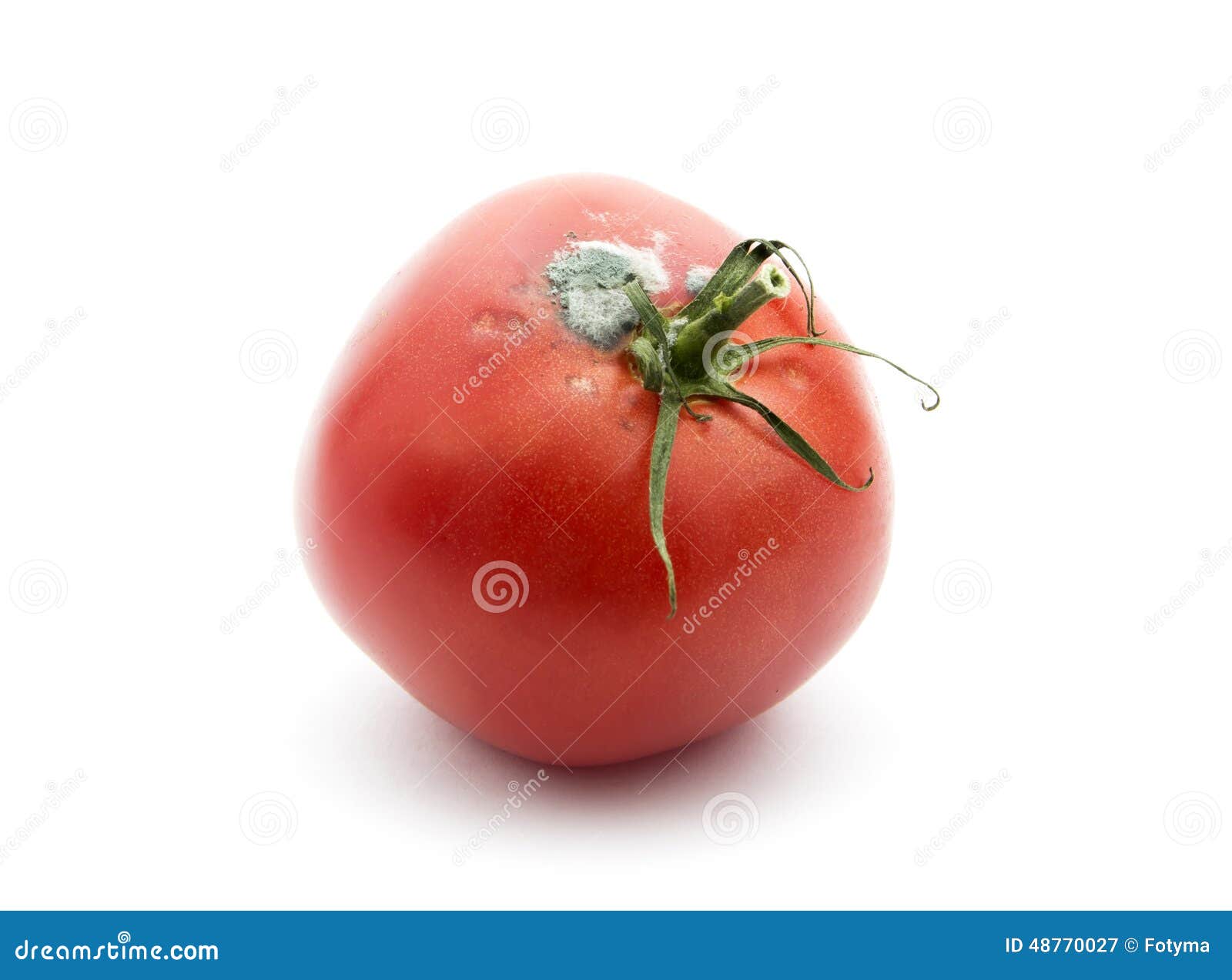 Rotten tomato stock image. Image of organic, microbe 48770027